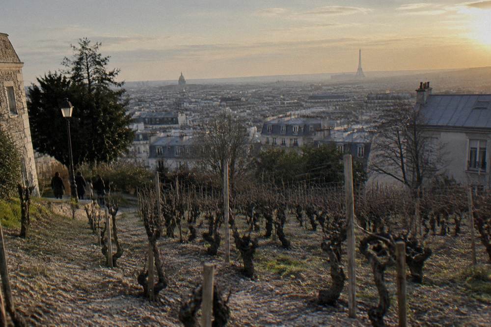 Rows of grapevines on a city hillside above Paris rooftops