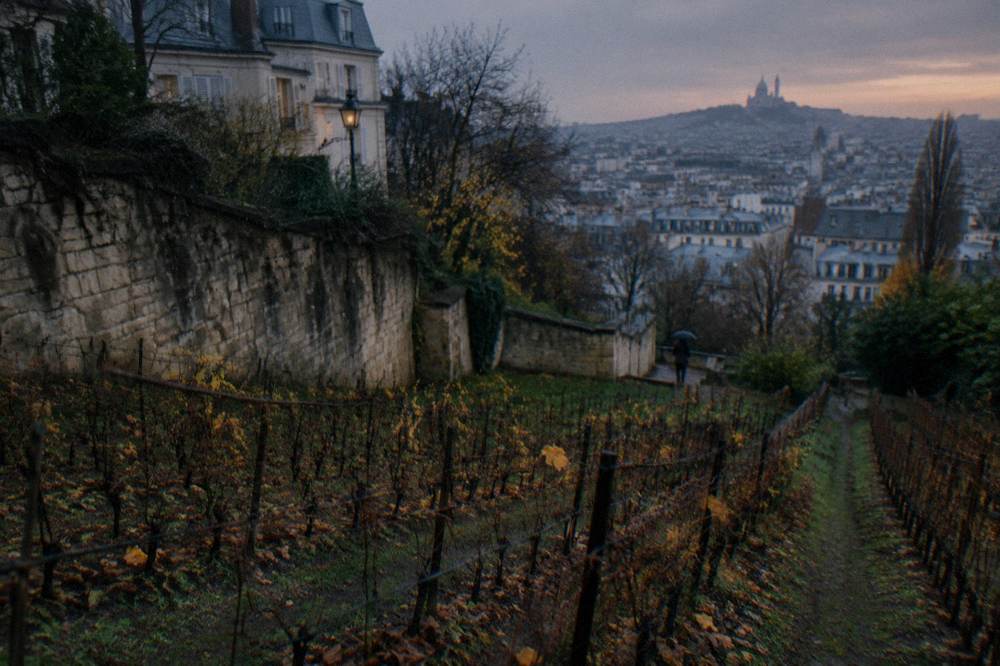 Grapevines on the Clos Montmartre slope above rue des Saules