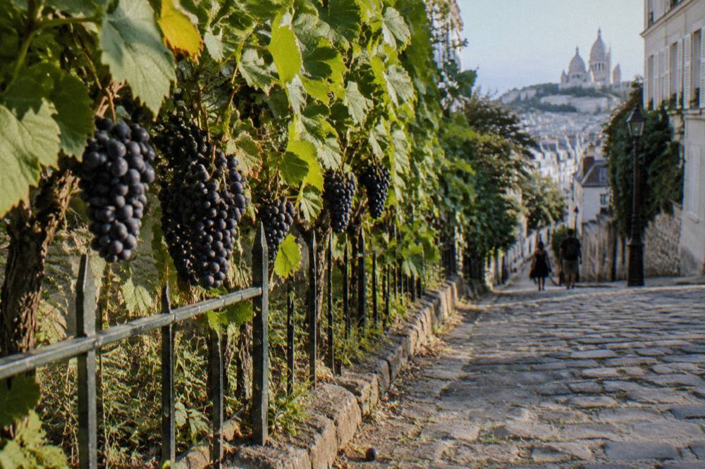 A cobbled street sloping downhill past a fenced urban vineyard on a Paris hill