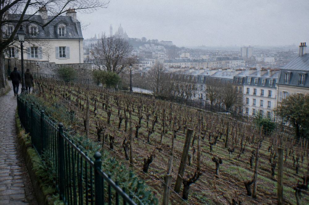 Rows of grapevines on a sloping city vineyard with Paris rooftops behind them