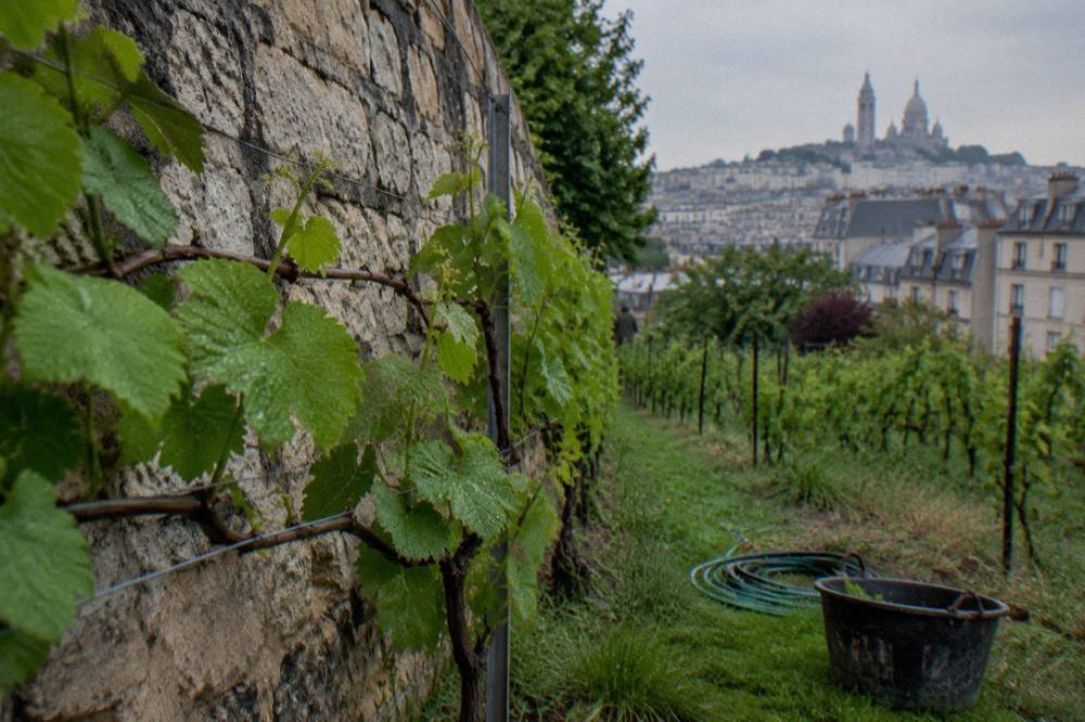 Grapevines trained on wires across a small urban vineyard plot with stone walls