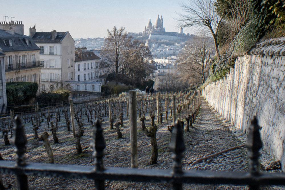 Rows of grapevines on the small urban vineyard on the Montmartre hill behind a fence