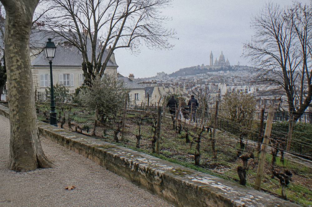 A quiet museum garden overlooking rows of grapevines inside a low Paris wall
