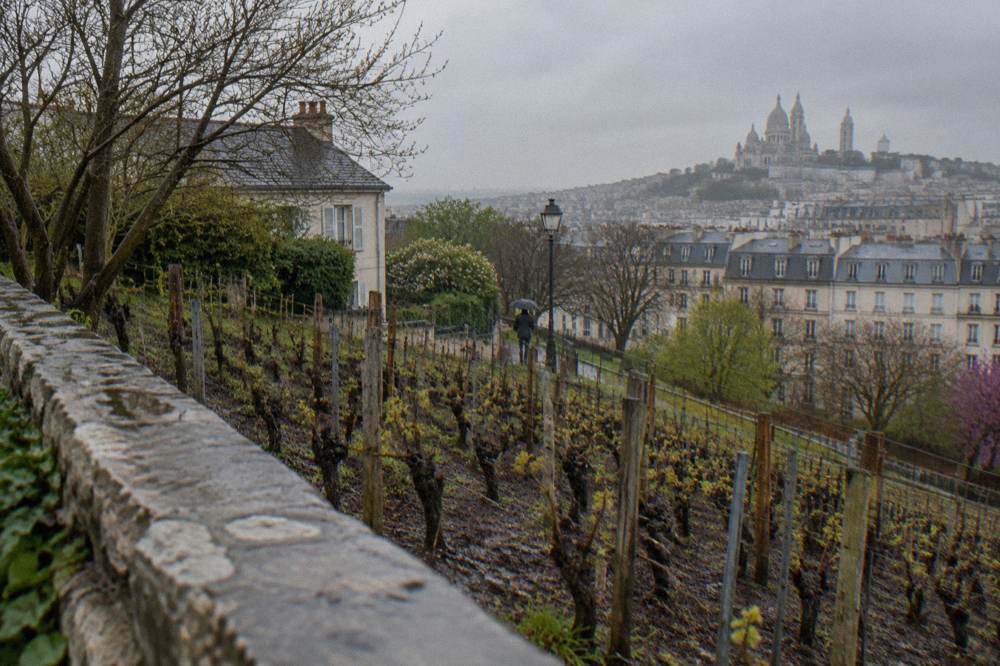 Rows of grapevines on the hillside of the Clos Montmartre vineyard beside a museum garden wall